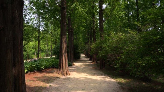 Forest path with tall trees on a sunny day