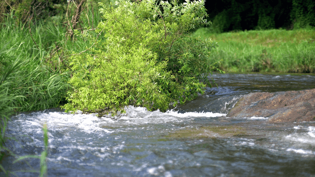 푸른 초목 사이로 흐르는 작은 강