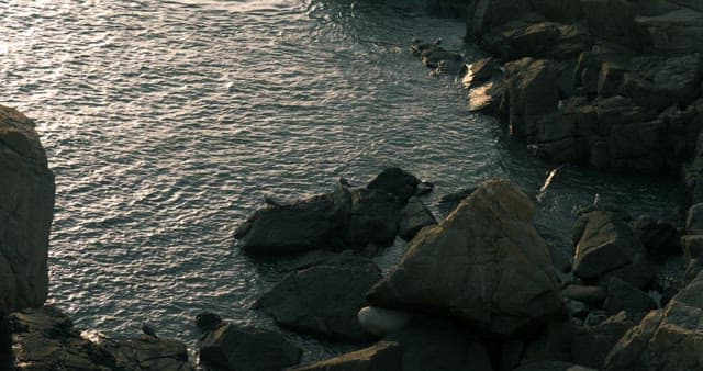 Seagulls perched on coastal rocks at sunset