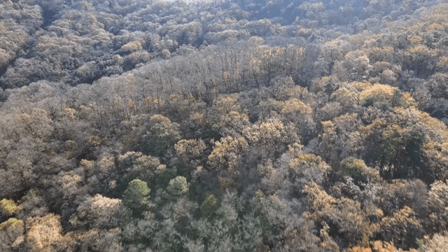 가을 단풍이 든 광활한 숲