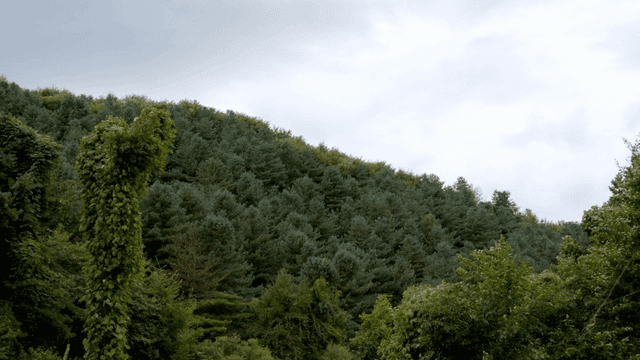 흐린 하늘 아래 푸른 숲