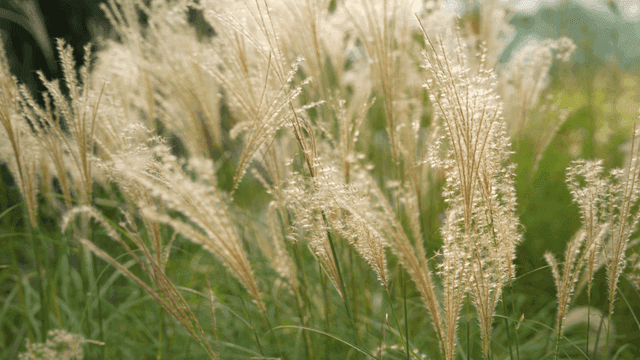 Tall grass swaying gently in the breeze