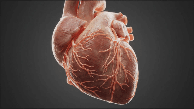 Detailed view of a human heart model