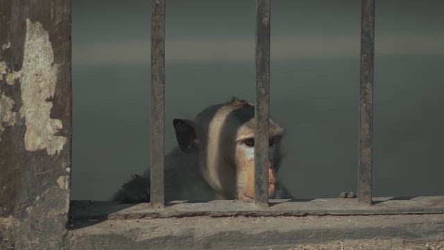 Monkey Resting near a Fence