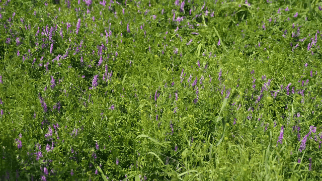 Field of purple wildflowers in full bloom