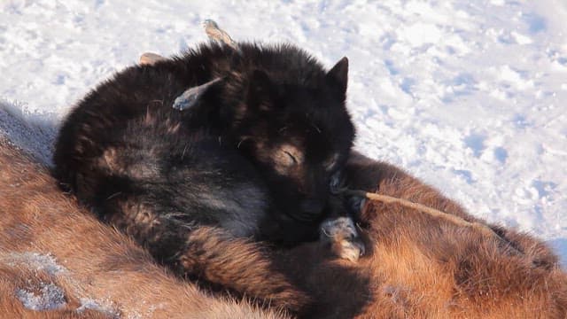 Sleeping Dog Curled Up in the Snow