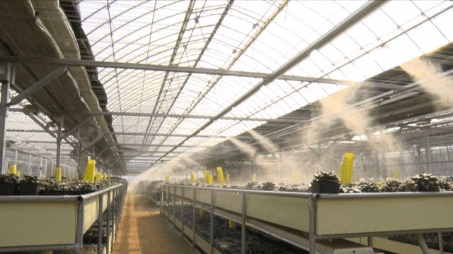 온실에서 자라는 식물들