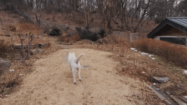 겨울 숲에서 산책하는 개