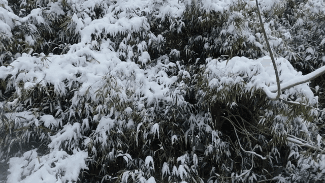겨울의 눈 덮인 나무들