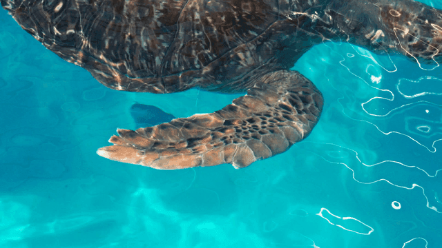 Turtle swimming elegantly in clear water