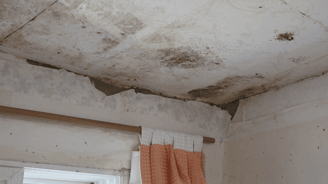 Moldy ceiling and wallpaper in house