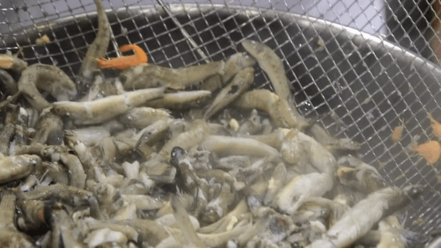 Floating goby in a strainer