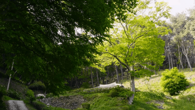 Green forest with traditional tile roofs