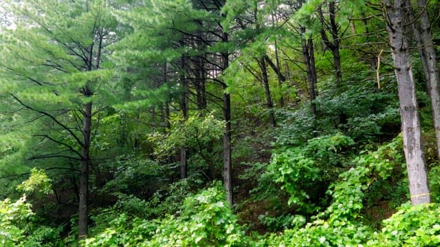 Lush green forest with tall trees