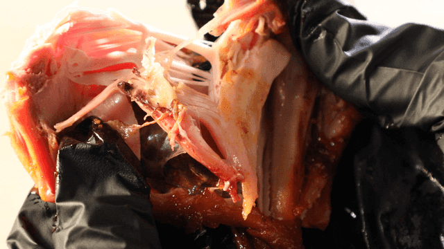 Hands tearing cooked chicken apart