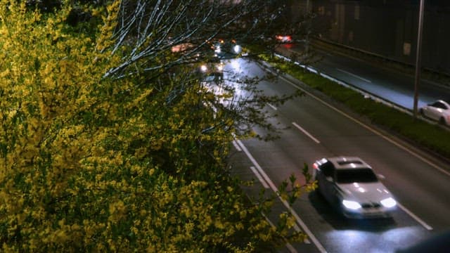 Night road with cars passing by with flowers in bloom