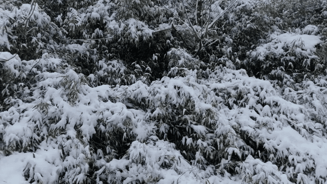 Snow-covered forest in winter