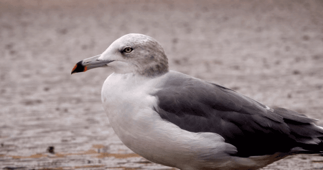 진흙 해안에 서 있는 갈매기
