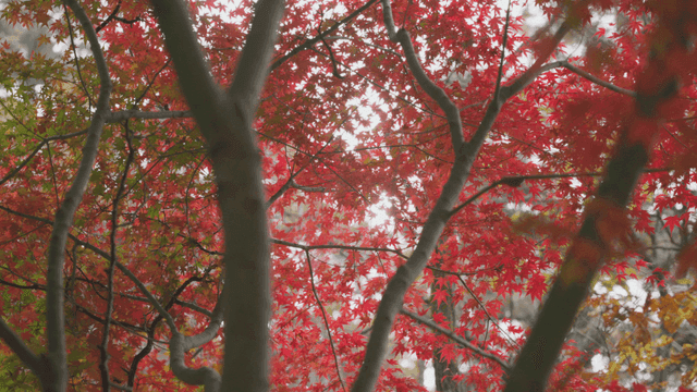 단풍나무 잎 사이로 비치는 햇빛