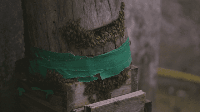 Bees clustering on a wooden hive