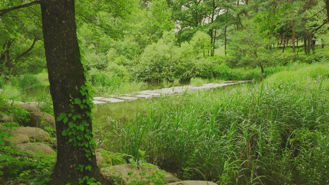 작은 시내가 있는 고요한 숲