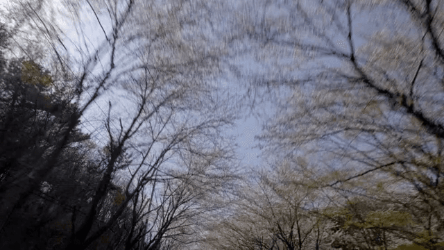 도로를 따라 늘어선 벚꽃 나무