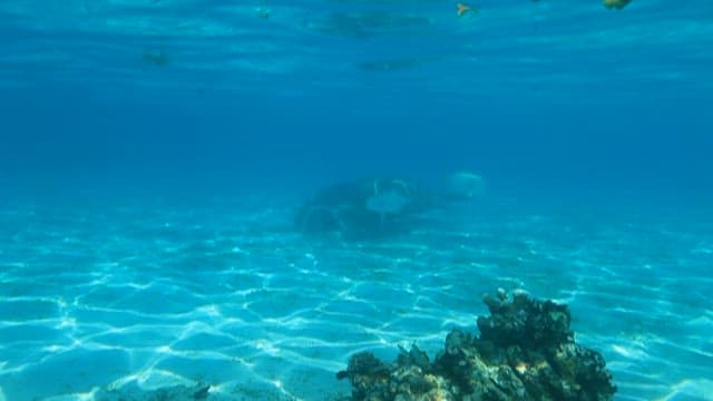 Dugong Swimming Peacefully Underwater