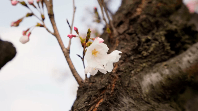 Cherry blossom blooming on a tree