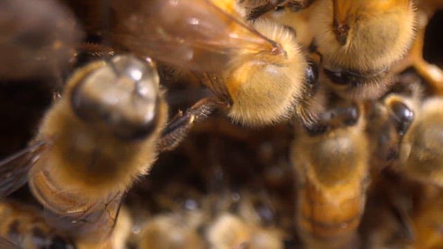 벌집에서 분주하게 일하는 바쁜 꿀벌들