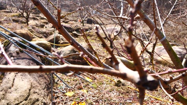 햇살이 비치는 날 싹이 움트는 나뭇가지