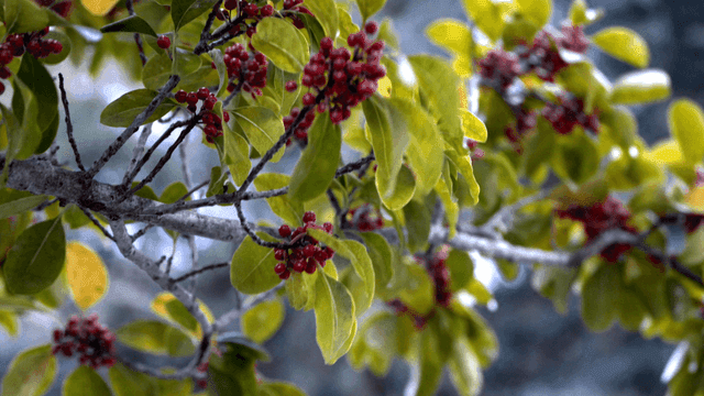 Branches with red berries and green leaves