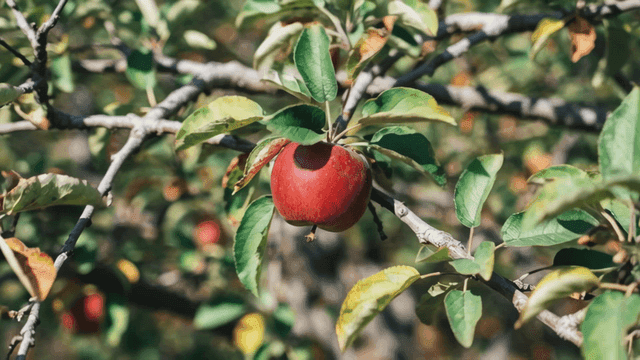 Ripe red apple hanging on tree branch