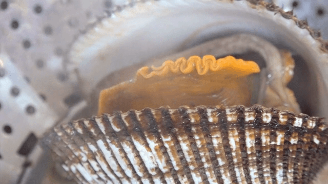 김이 나는 꼬막의 근접 촬영