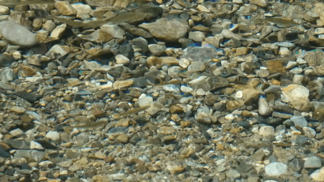 Small fish swimming in a clear river