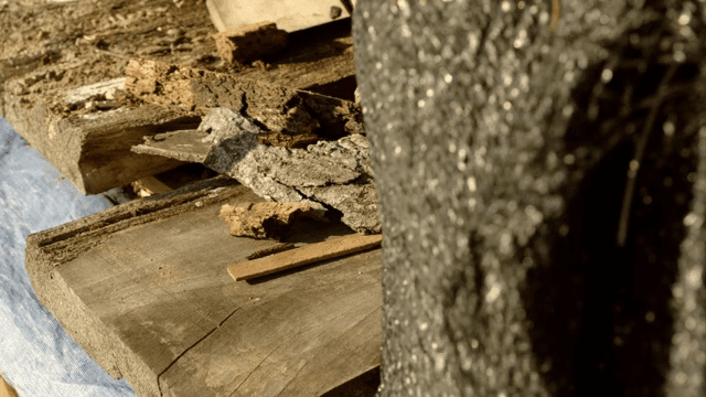 나무 통나무와 나무 껍질의 근접 촬영