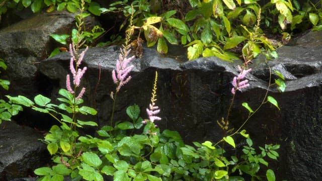 Pink flowers among green leaves on rocks