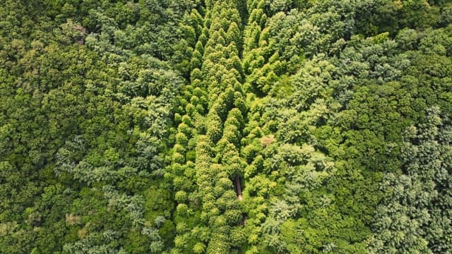 푸른 나무가 우거진 숲