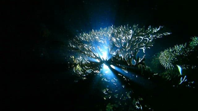 Lantern Light Peering Through Coral in Ocean Depths