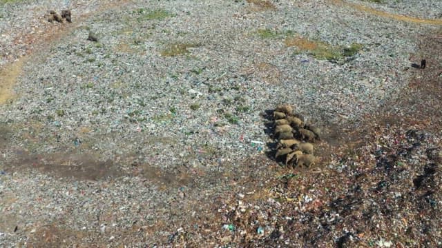 Elephants foraging in a large landfill