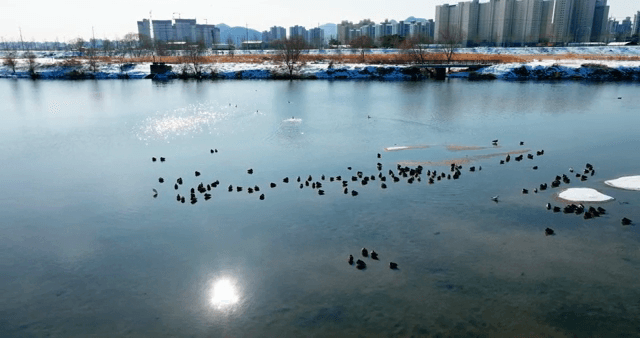 겨울 강에서 헤엄치는 오리들