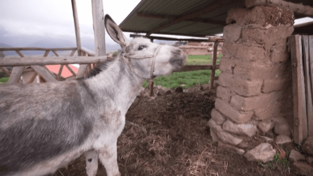 농촌 농장에서 서 있는 당나귀