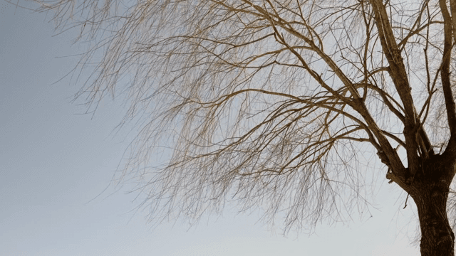 Bare tree against a clear sky