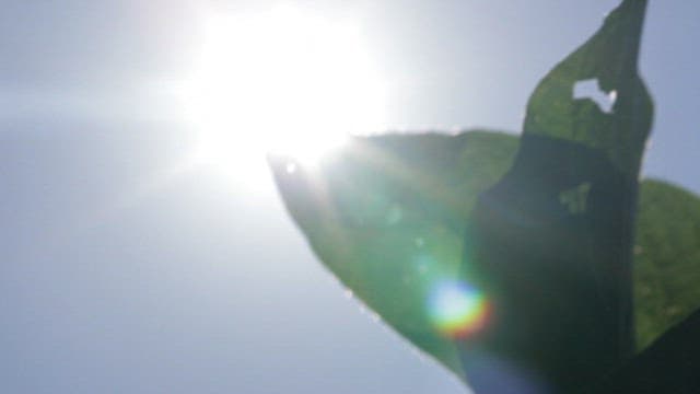 햇빛이 비치는 녹색 잎