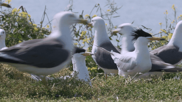 Seagulls and terns on a grassy shore