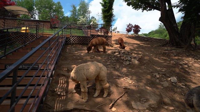 햇볕이 잘 드는 언덕에서 풀을 뜯고 쉬고 있는 알파카들