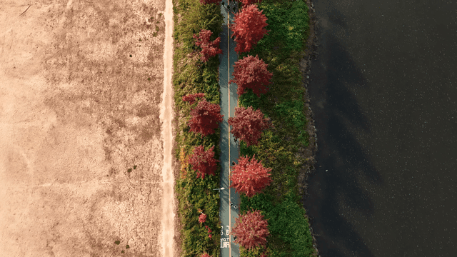 People running on walking path lined with red trees