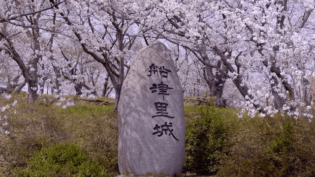 Cherry blossoms surrounding a stone monument
