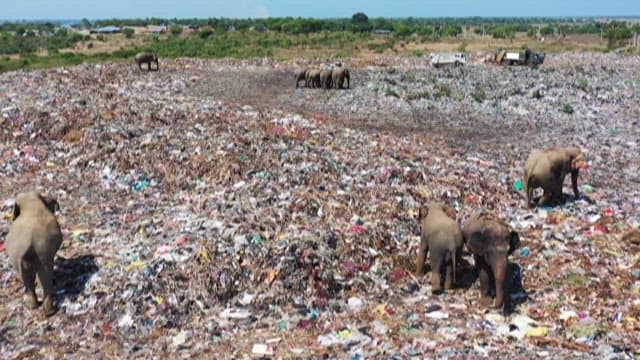 Landfill with elephants