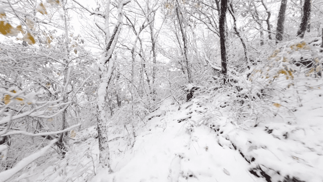 겨울의 눈 덮인 숲