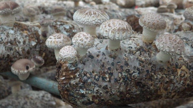 나무 위에서 자라난 양식 표고버섯